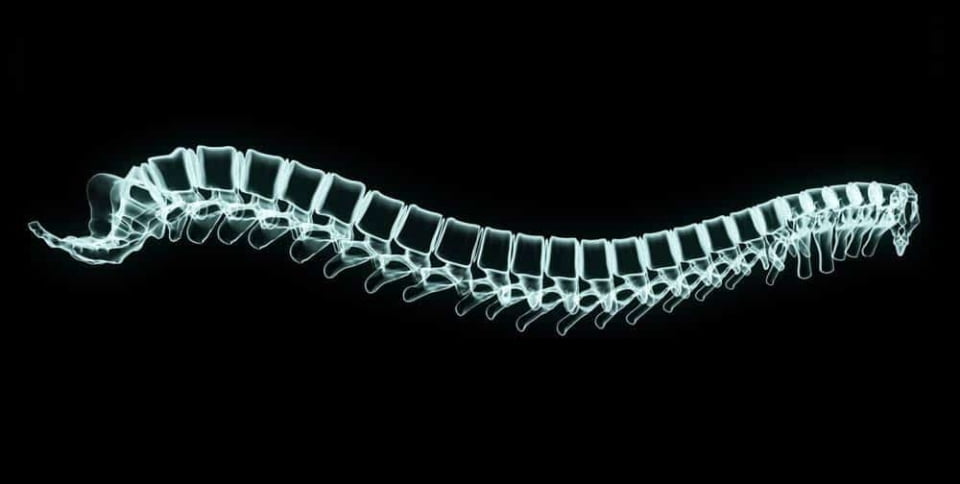 S/4 hana como columna vertebral digital